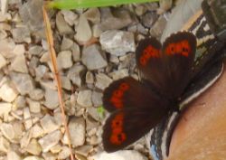 2013-07-13_Regina-F-Rau_Sonnenspitze3 (040).JPG